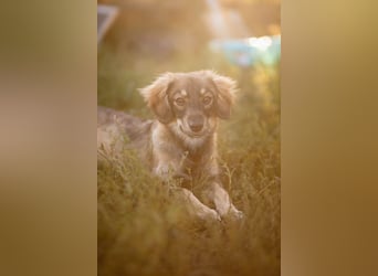 FELIA -wartet im Tierheim 79312 Emmendingen auf ihr liebevolles Für-immer-Zuhause