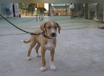 BROWNIE-Ein Herz auf vier Pfoten sucht sein zu Hause für immer