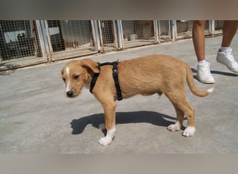 BROWNIE-Ein Herz auf vier Pfoten sucht sein zu Hause für immer