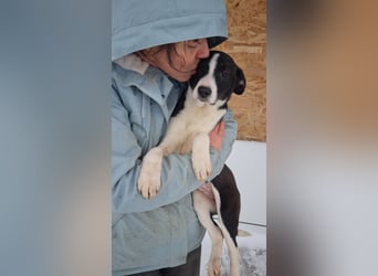 Sanfte LEONIE-fristet in Kälte und Lärm ihr Dasein-wer hat ein liebevolles Für-immer-Zuhause?