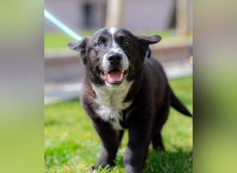 NORR-kleiner Sonnenschein, sehr lieb, ausgeglichen, verspielt, menschenbezogen