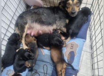 FARAH-kleiner Wirbelwind sucht seine Menschenfamilie