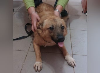 NELLY-Herz aus Gold sucht sehnlichst liebevolles Für-immer-Zuhause