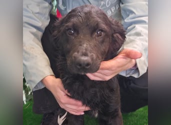 Freundliche MAGGY- wartet auf gepacktem Köfferchen auf ihre liebevolle Familie