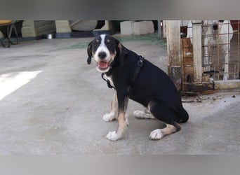 FRITZ-bezaubernder, fröhlicher, aufgeweckter Bub auf der Suche nach liebevoller Für-immer-Familie