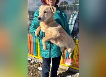 ZOE- verschmust, lieb, menschenbezogen, bereit für ihre liebevolle Für-immer-Familie