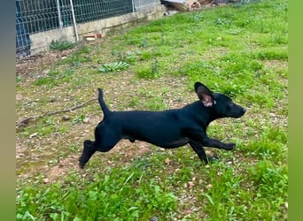 CAPO-ein kleiner,schwarzer Hundejunge,der sofort alle Herzen erobert auf der Suche nach se Familie