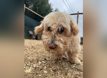 JHONNY-wahrer Schatz auf 4 Pfoten erobert alle Herzen, wartet sehnsüchtig auf sein Für-immer-Zuhause