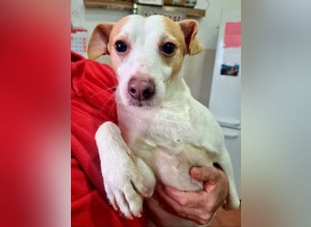 Fröhlicher BAKU-wartet in 79280 Au auf sein liebevolles Zuhause