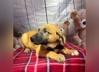 ZORRO-möchte IHR neues Familienmitglied werden!