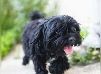 DARLA-wer hat ein Plätzchen an seiner  Seite frei um mit Darla durchs Leben zu gehen