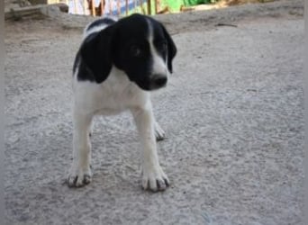 ELSA-mit ihrem schwarz-weißen Fell, den Schlappöhrchen ein wonniger Schatz