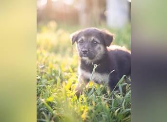 SONIC- putzmunteres, knuffiges, energievolles, sehr intelligentes Kerlchen sucht liebevolles Zuhause