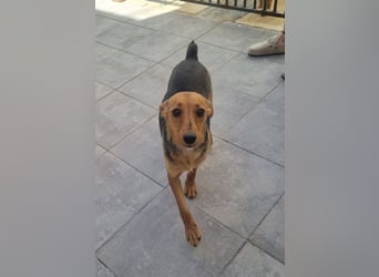 CHINA- überaus zärtlich, fürsorglich, sehnt sich nach menschlicher Nähe und liebevollem Zuhause