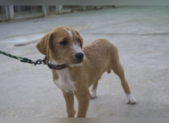 BROWNIE-Ein Herz auf vier Pfoten sucht sein zu Hause für immer