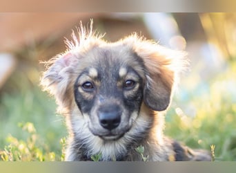 FELIA -wartet im Tierheim 79312 Emmendingen auf ihr liebevolles Für-immer-Zuhause