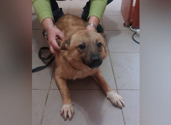 NELLY-Herz aus Gold sucht sehnlichst liebevolles Für-immer-Zuhause