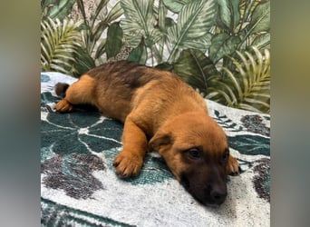 Cooper – bereit für die große Reise ins Glück