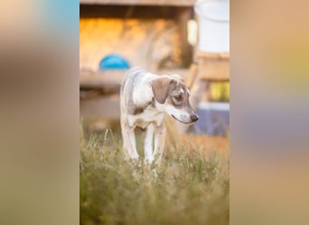 MILO - wartet auf Pflegestelle in 79206 Breisach auf ein gutes Zuhause