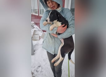 Sanfte LEONIE-fristet in Kälte und Lärm ihr Dasein-wer hat ein liebevolles Für-immer-Zuhause?