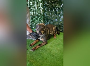 TESSA- Hundemädchen zum liebhaben sucht liebe Für-Immer-Familie