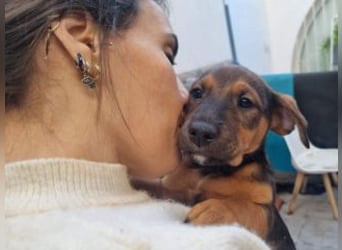 FARAH-kleiner Wirbelwind sucht seine Menschenfamilie