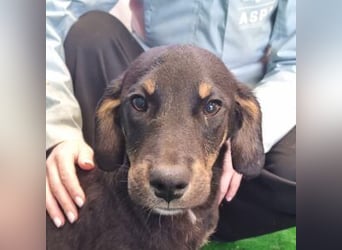 OLAF-überaus liebenswürdigen schokoladenfarbenen Mischlingsrüde