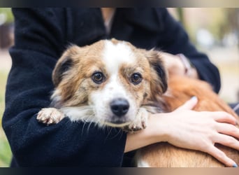 BISCUIT-kleiner Sonnenschein-liebevoll, anhänglich sucht sein liebevolles Für-immer-Zuhause