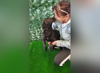 Freundliche MAGGY- wartet auf gepacktem Köfferchen auf ihre liebevolle Familie