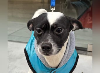 RUMI-kleines Herz auf 4 Pfoten, sanft, ruhig, liebt Kinder und Menschen -wo wartet seine Familie