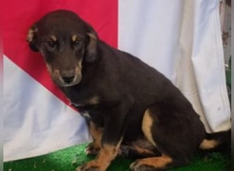 OLAF-überaus liebenswürdigen schokoladenfarbenen Mischlingsrüde