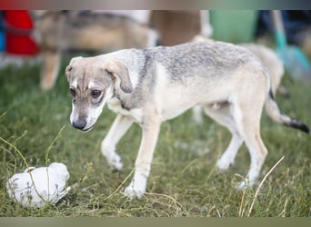 MILO - wartet auf Pflegestelle in 79206 Breisach auf ein gutes Zuhause