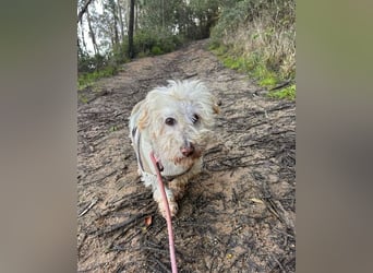 JHONNY-wahrer Schatz auf 4 Pfoten erobert alle Herzen, wartet sehnsüchtig auf sein Für-immer-Zuhause