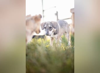 MILO - wartet auf Pflegestelle in 79206 Breisach auf ein gutes Zuhause
