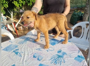Kleine Robin sucht ihr großes Glück: seit sie In letzter Sekunde dem Schicksal entkommen ist!