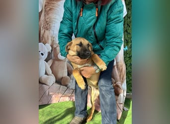 KNOX- sehr menschenbezogen, verschmust, liebesbedürftig bereit für seine Für-immer-Familie