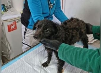 NERO-freundlicher, wenn auch noch etwas schüchterner junger Hund