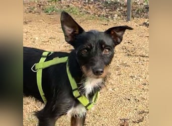 KOMO-unkomplizierter, kleiner Herzensbrecher, auf der Suche nach seinem Zuhause