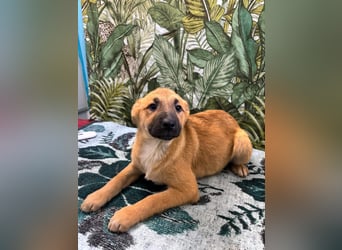 Lilly – will in einem Zuhause groß werden