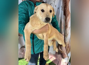 ZOE- verschmust, lieb, menschenbezogen, bereit für ihre liebevolle Für-immer-Familie