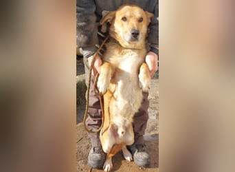 HONEY-feiner Charakter, traurige, braune Kulleraugen auf der Suche nach liebevollem Zuhause