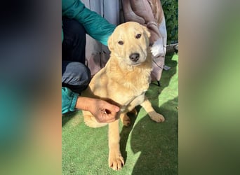 ZOE- verschmust, lieb, menschenbezogen, bereit für ihre liebevolle Für-immer-Familie