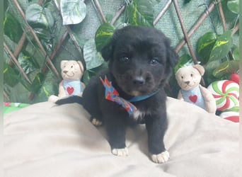 SAM-wartet im kalten, lauten Zwinger ganz sehnsüchtig auf ein liebevolles Zuhause