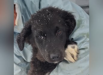 SAM-wartet im kalten, lauten Zwinger ganz sehnsüchtig auf ein liebevolles Zuhause