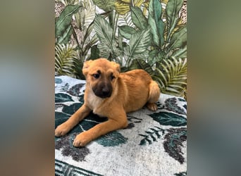 Lilly – will in einem Zuhause groß werden