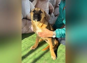 KNOX- sehr menschenbezogen, verschmust, liebesbedürftig bereit für seine Für-immer-Familie