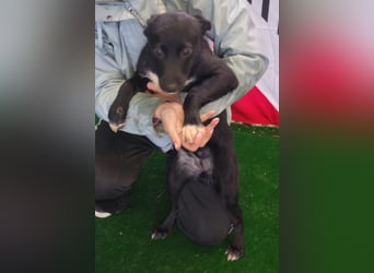 LORETTE - Zuckerschock, die kleine, unscheinbare Lorette sucht liebevolles Für-immer-Zuhause