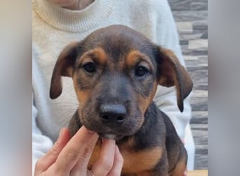 FARAH-kleiner Wirbelwind sucht seine Menschenfamilie