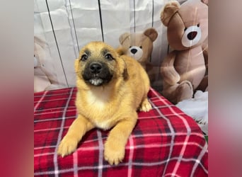 Scout – will endlich mehr erleben als den tristen Tierheimalltag