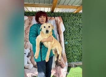 ZOE- verschmust, lieb, menschenbezogen, bereit für ihre liebevolle Für-immer-Familie